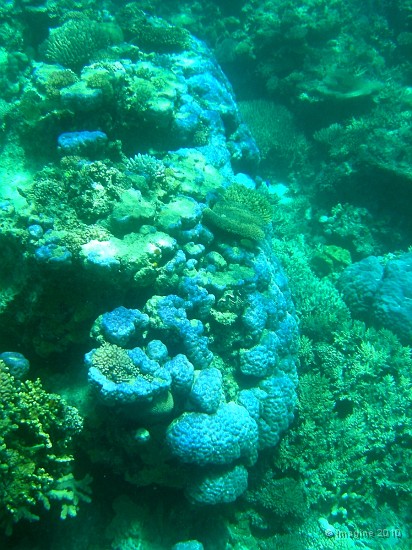 40- Colonie de porites bleu-mauve - Ilot Kouare.JPG
